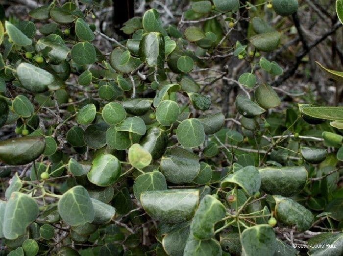 Phyllanthus 5