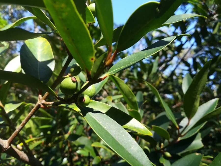 Garcinia 5