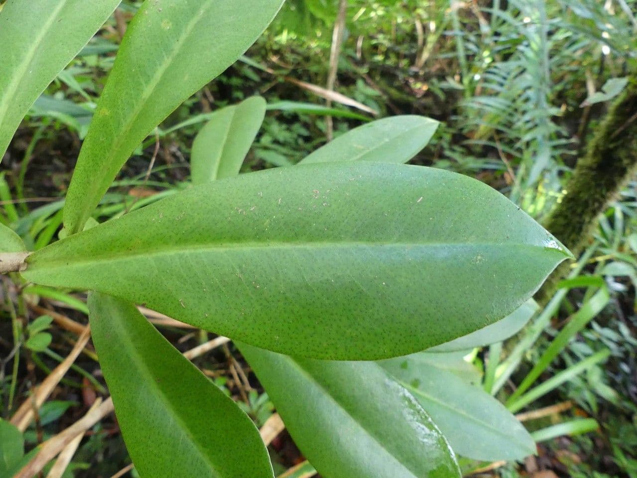 Badula 6