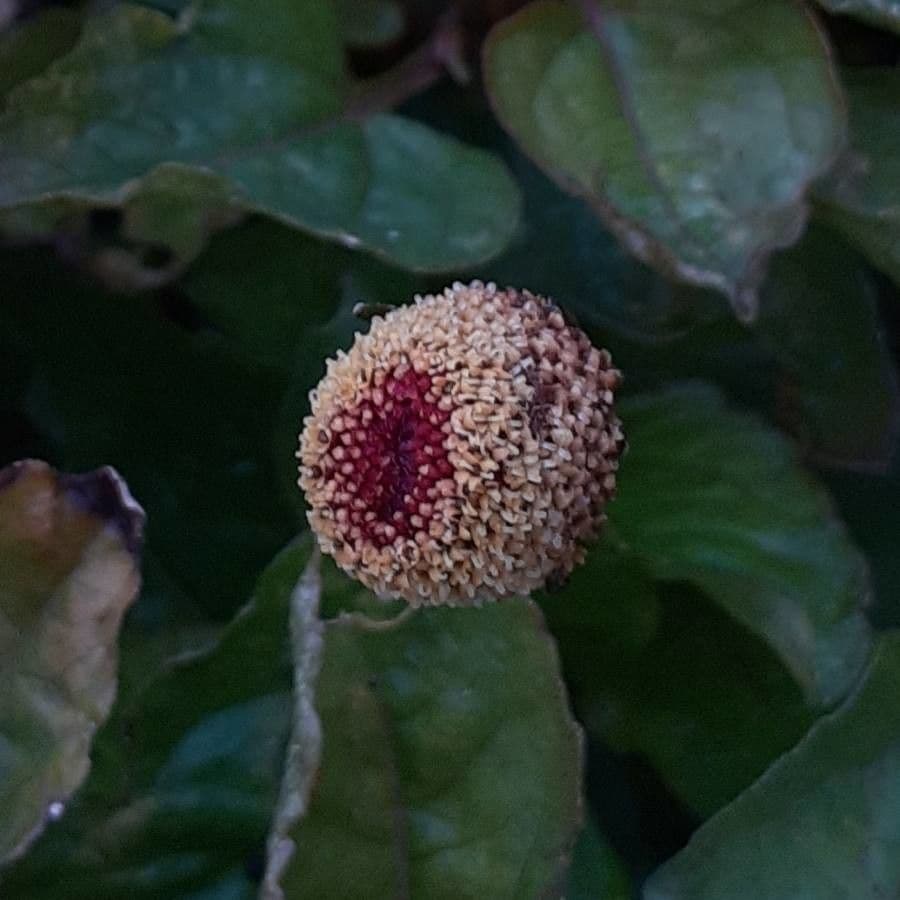 Acmella oleracea 7