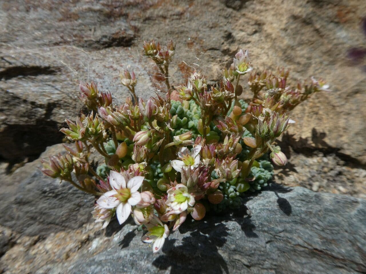 Borracina cinerea 11