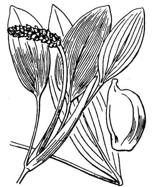 Brasca nodosa 23