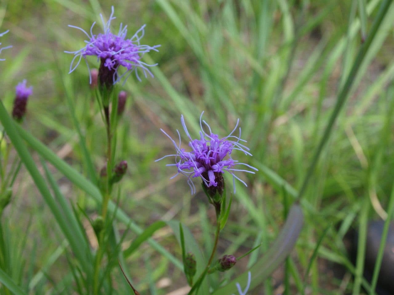 Liatris cilindrica 9