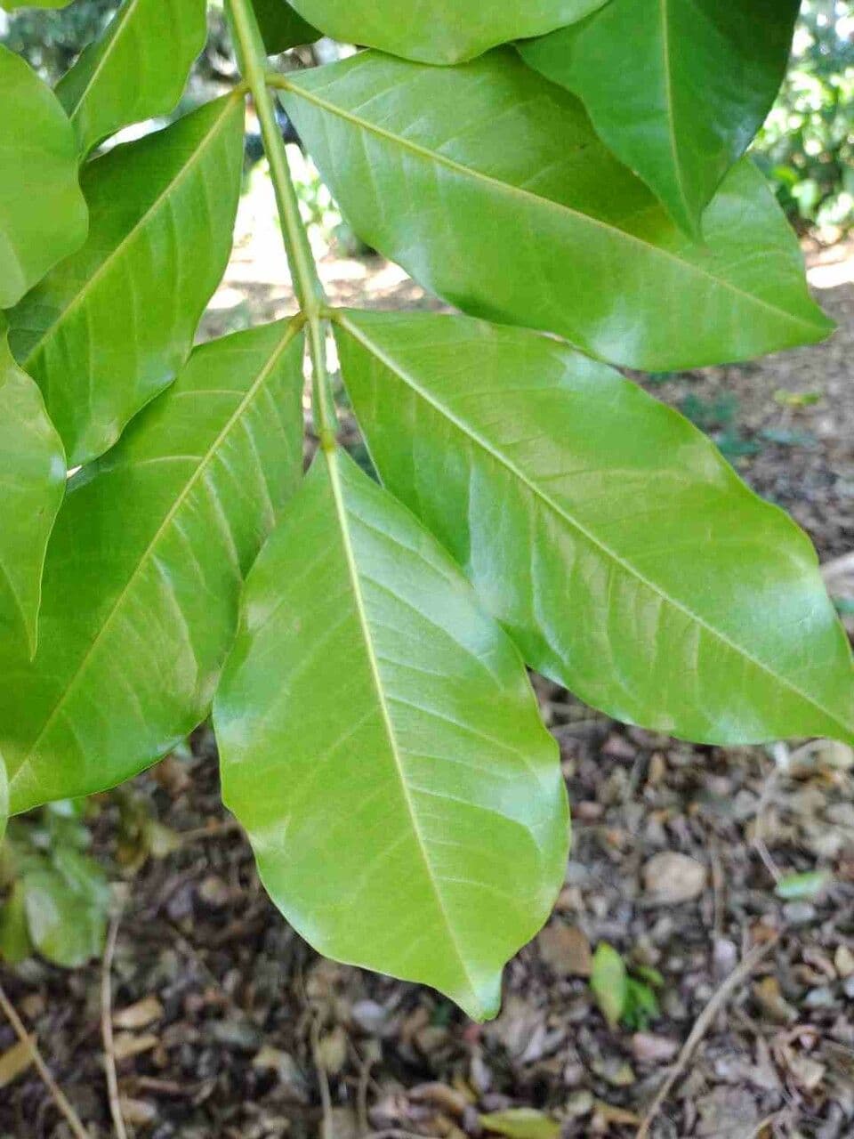 Swartzia 8