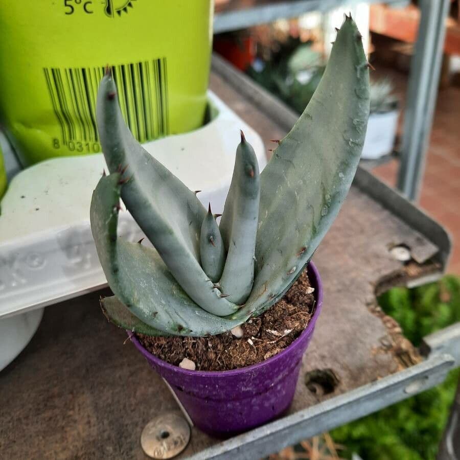 Aloe 5
