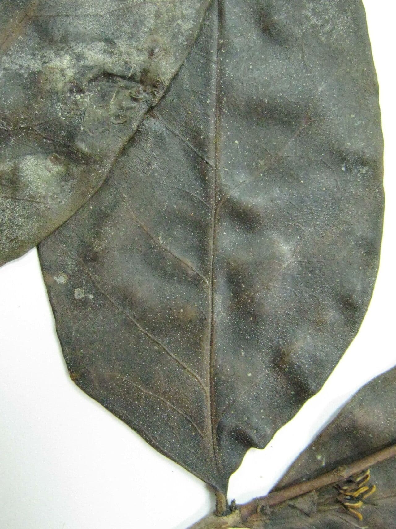 Mouriri vernicosa 4