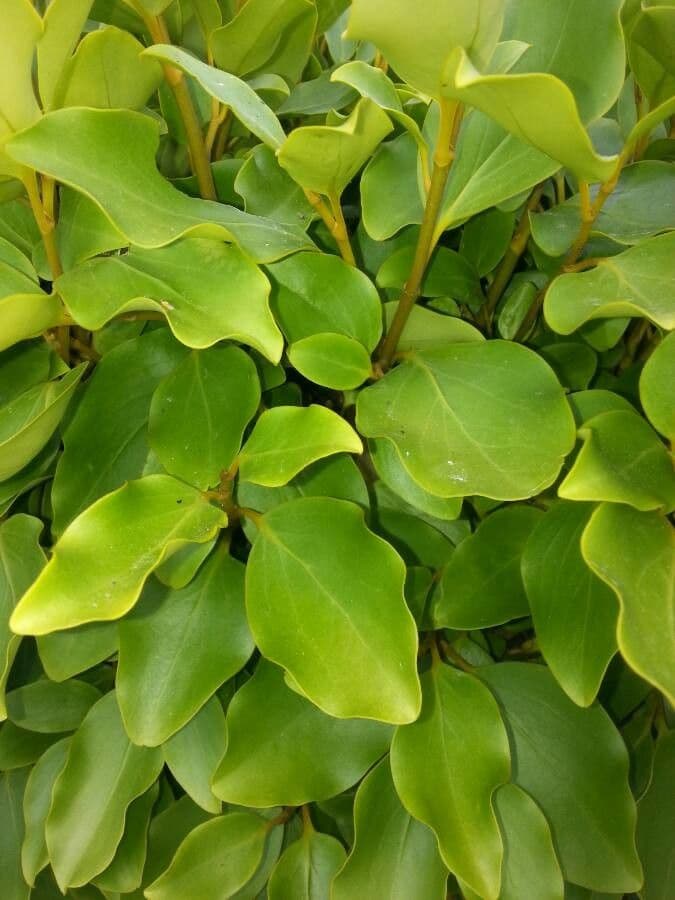Griselinia 16