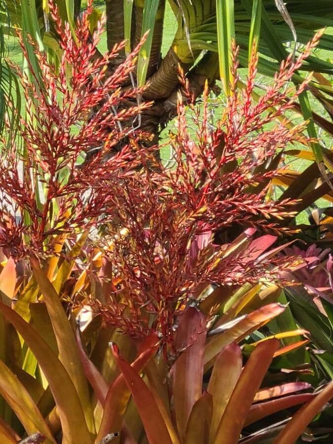Aechmea 3