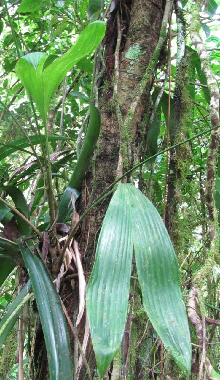 Asplundia 2