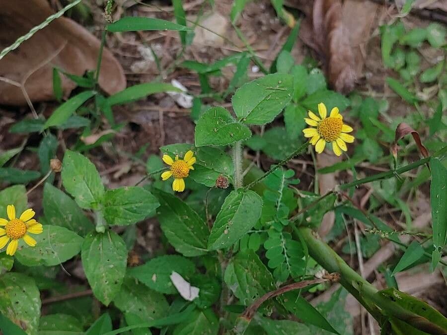 Acmella protistolistá