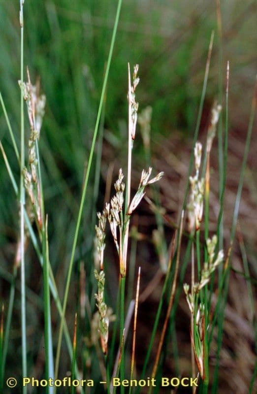 Junco marítimo 27