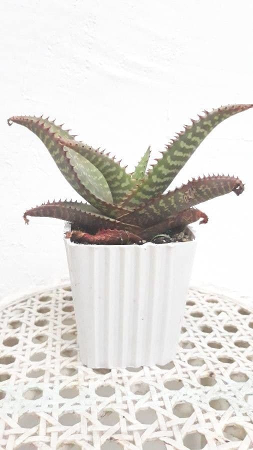 Aloe di Greathead 9