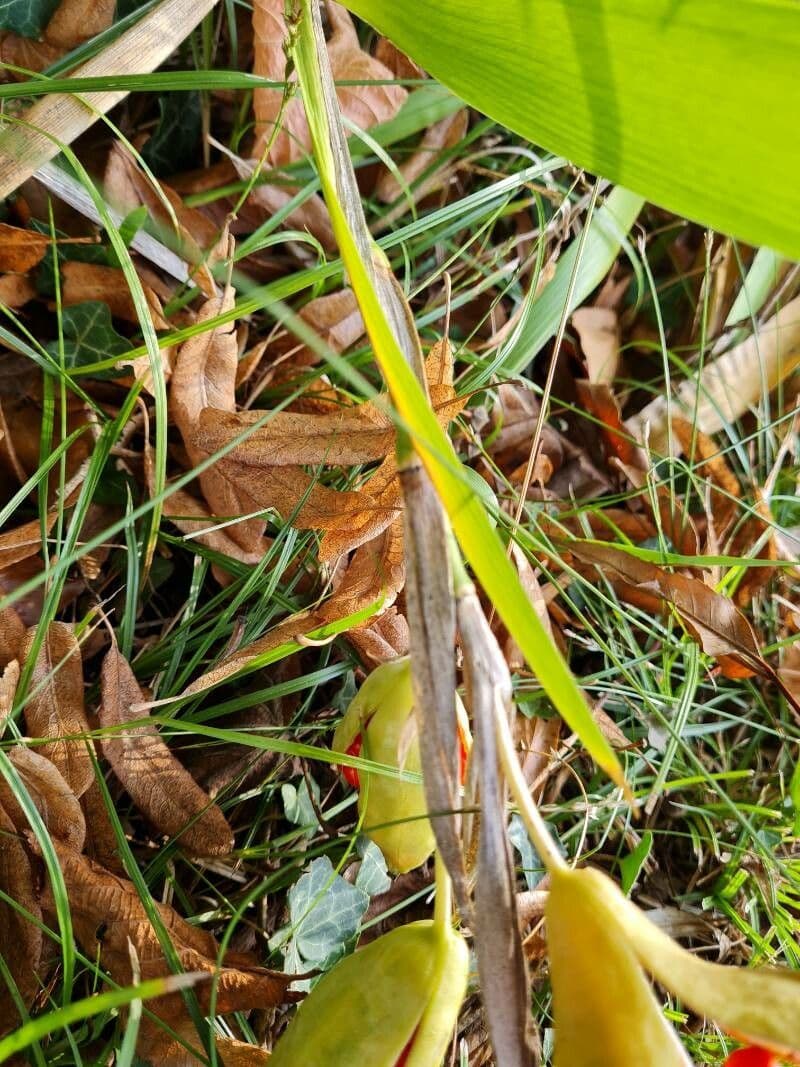 Iris fétide 22