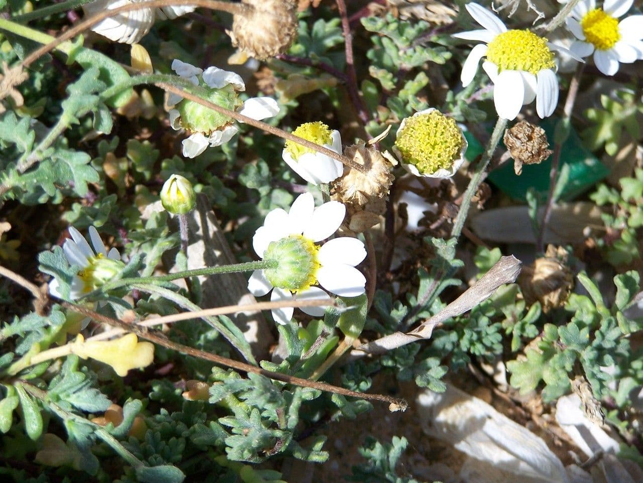 Camomilla marittima 29