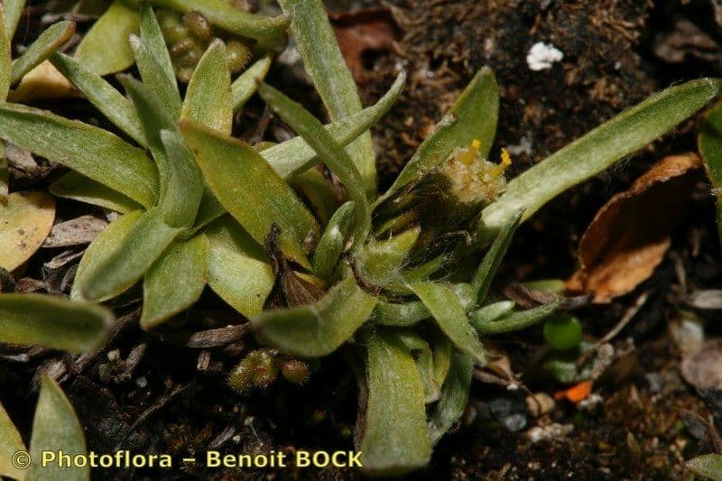 Gnaphalium nano 22