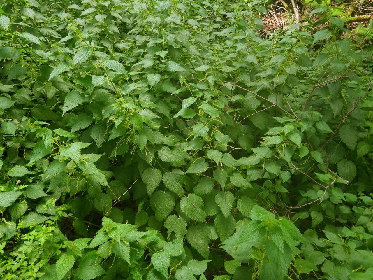 Ortica morifolia 11