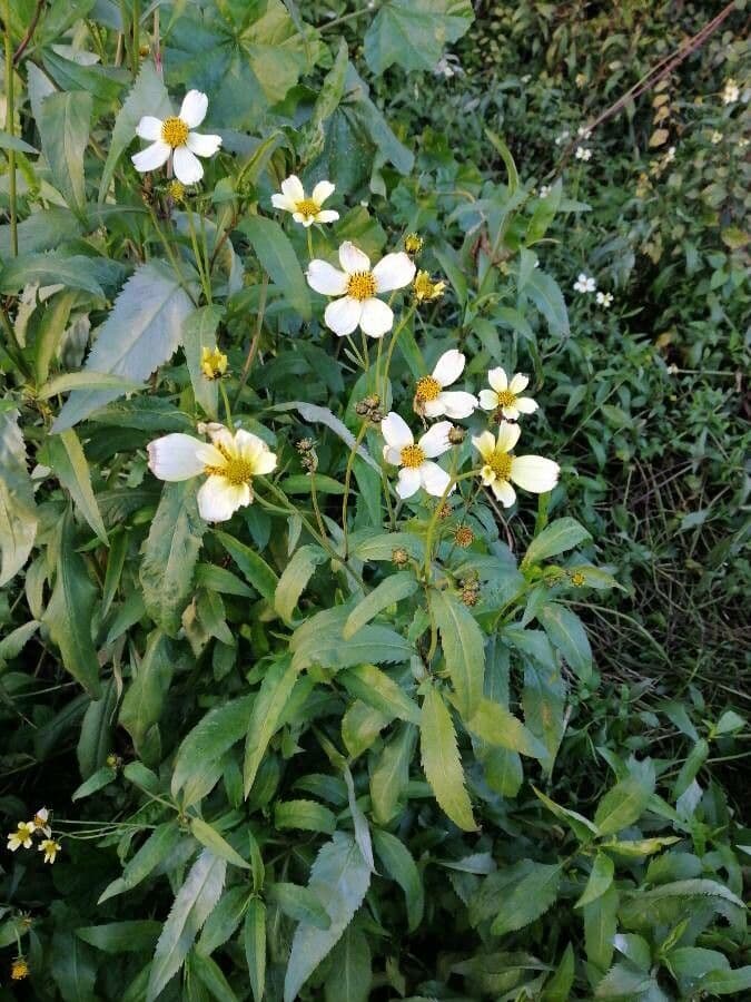 Bidens aurea 5