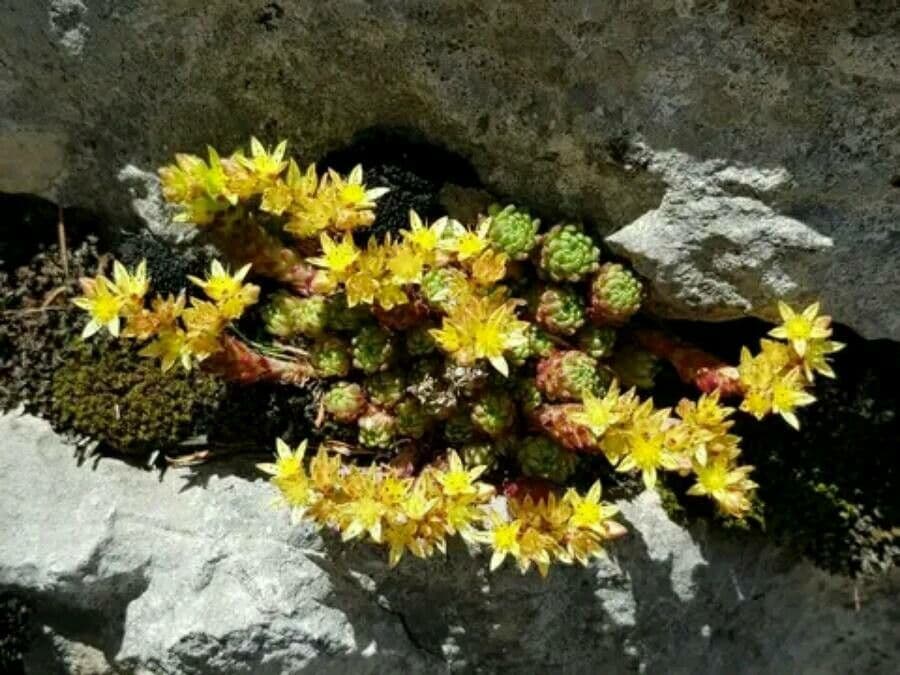 Sedum lacone