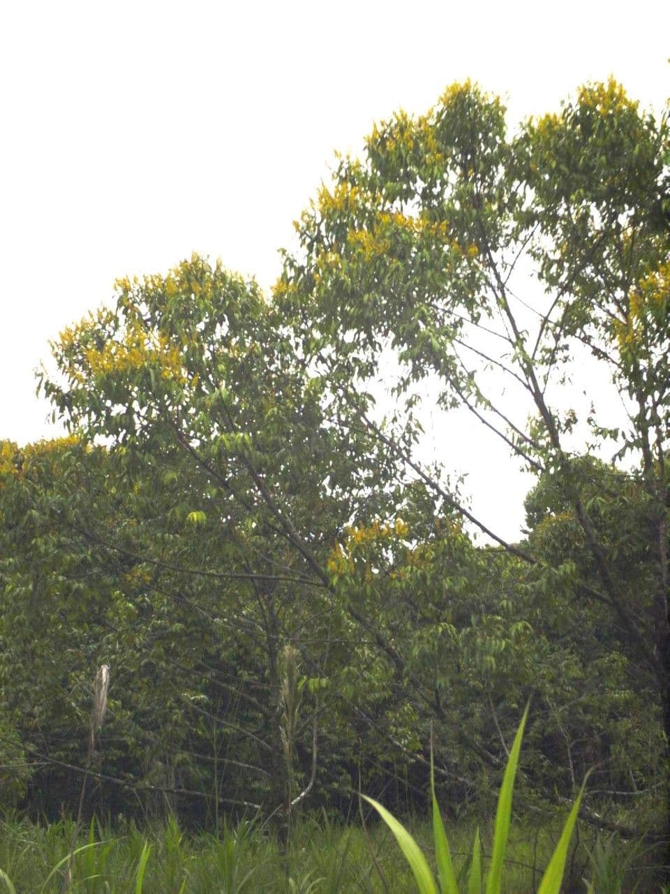 Vochysia 8