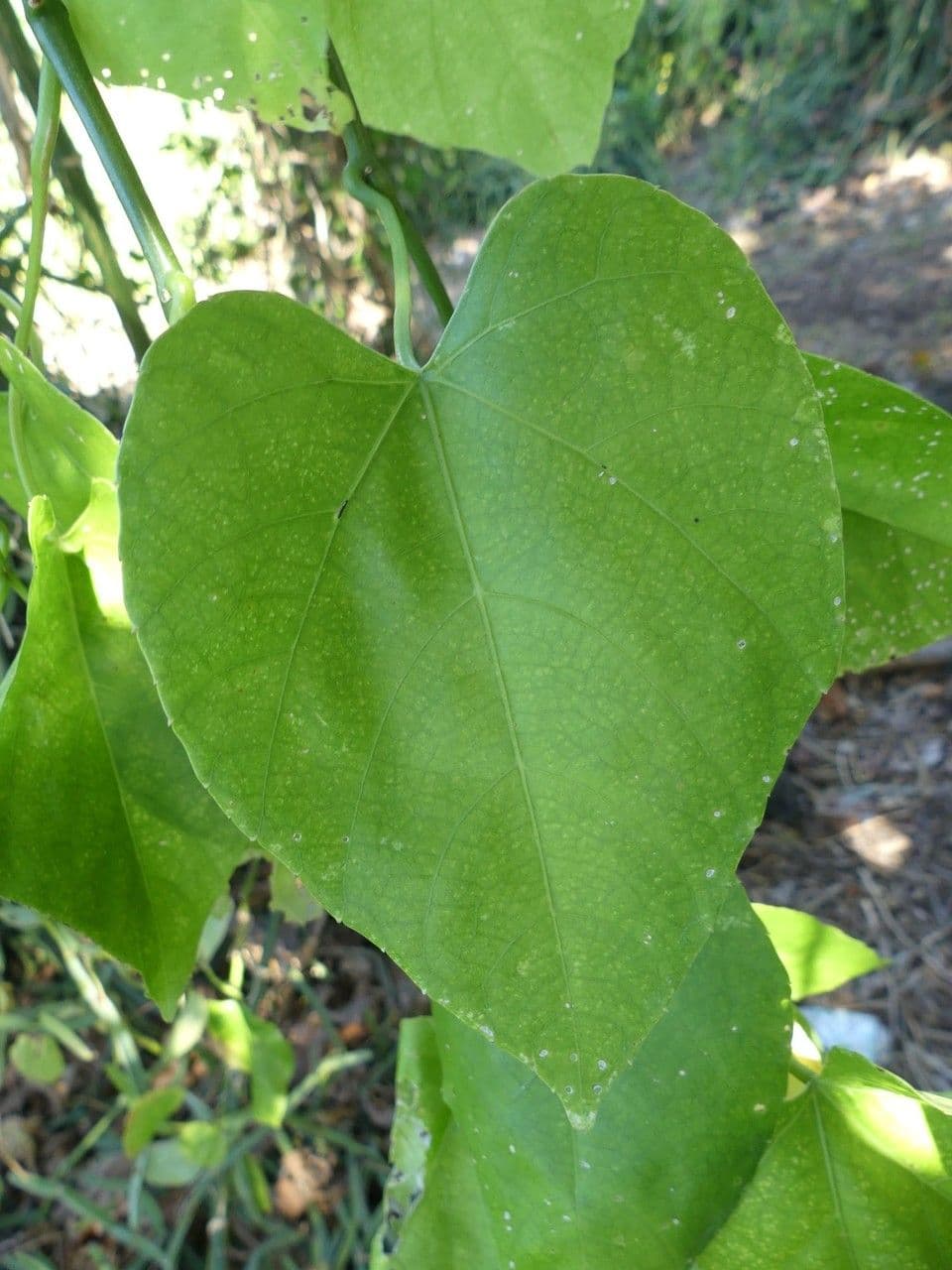 Cissus