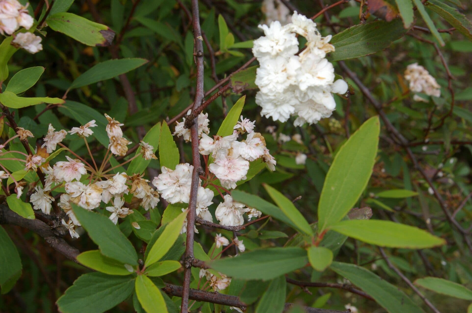 Ceanothus 6