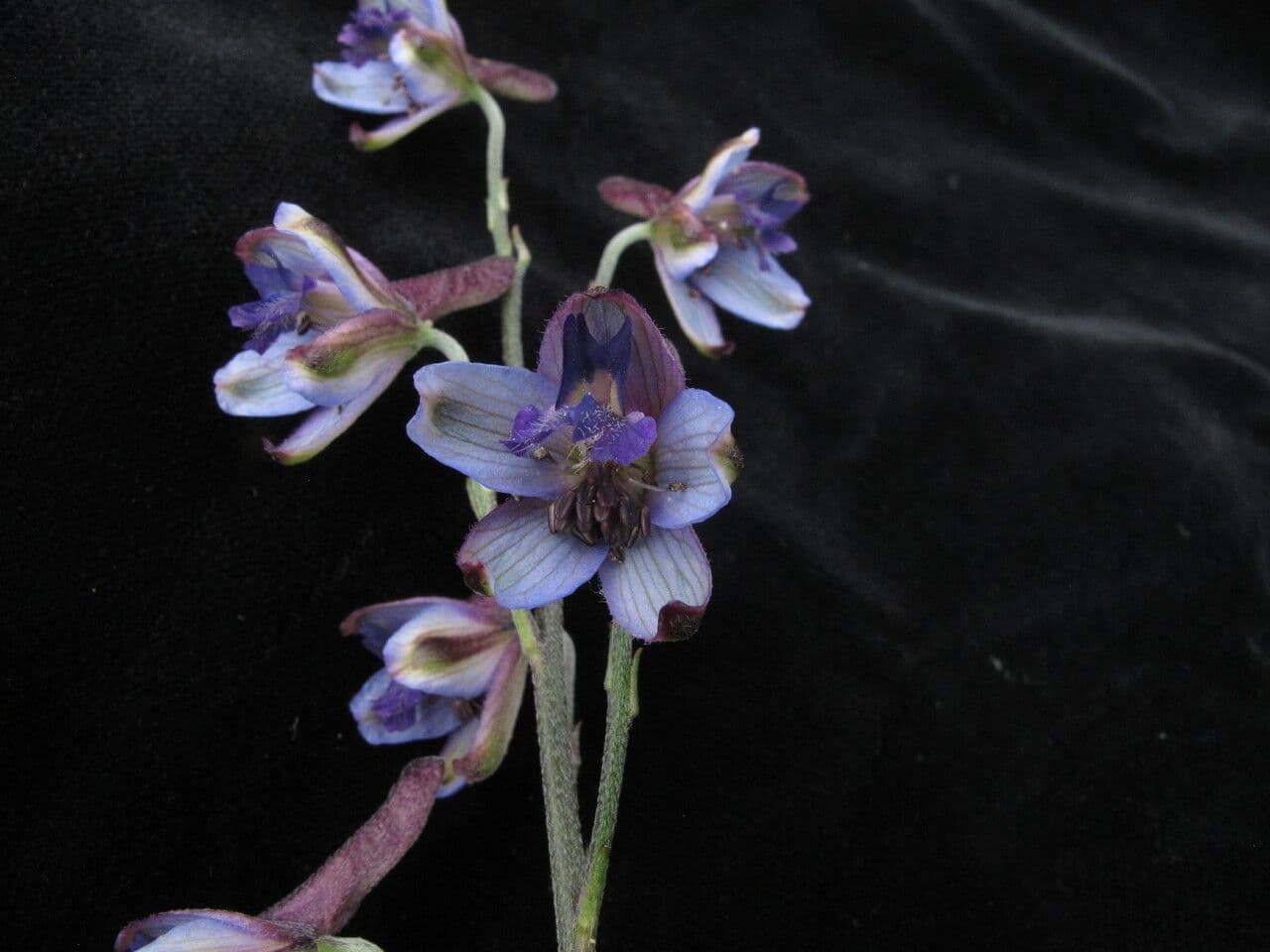 Delphinium 4