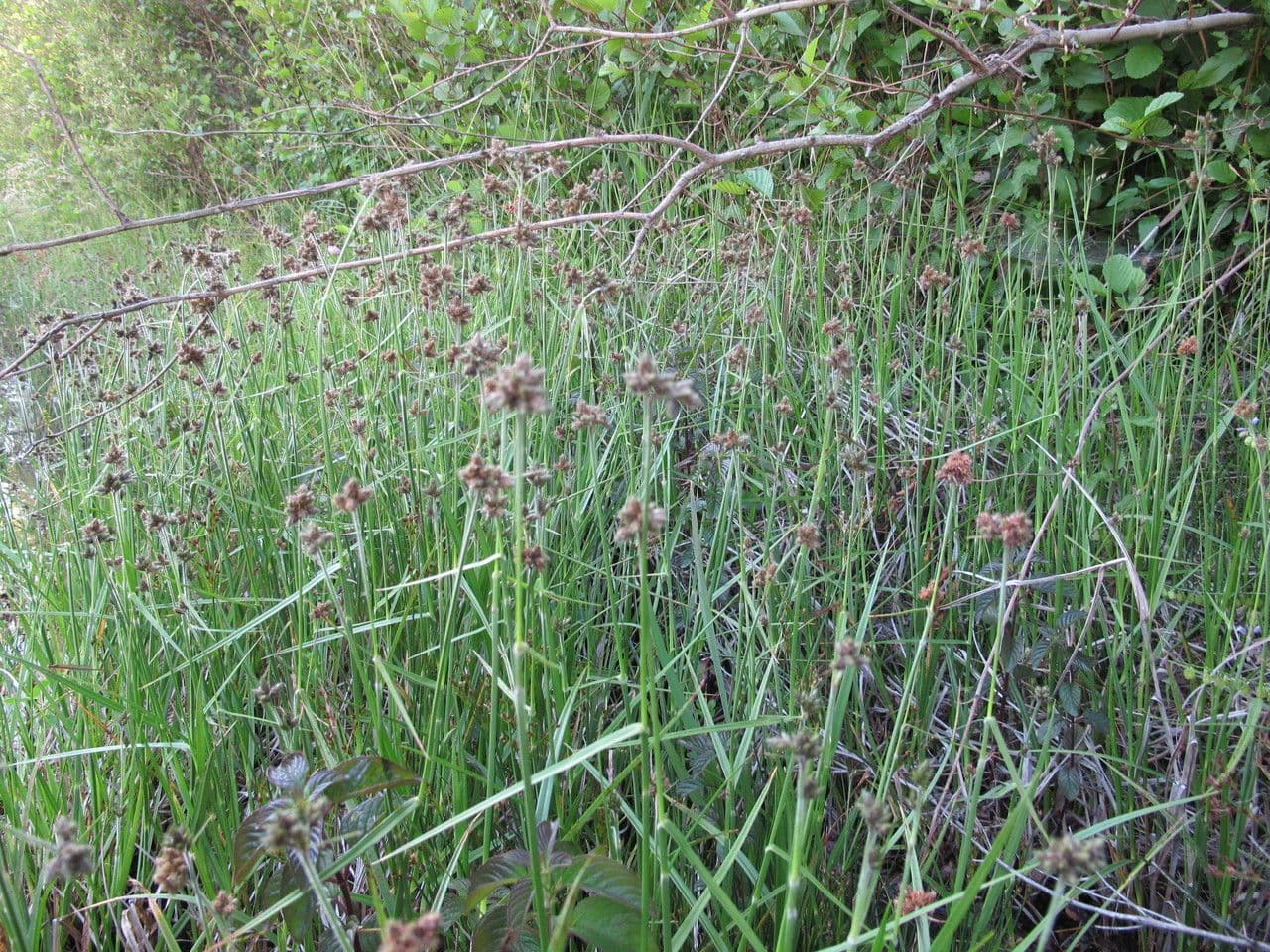 Fuirena pubescens 11