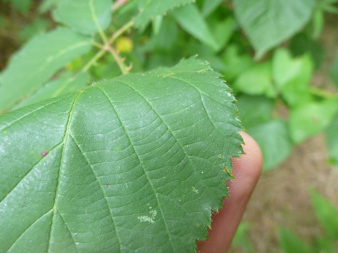 Long-prickled bramble 2
