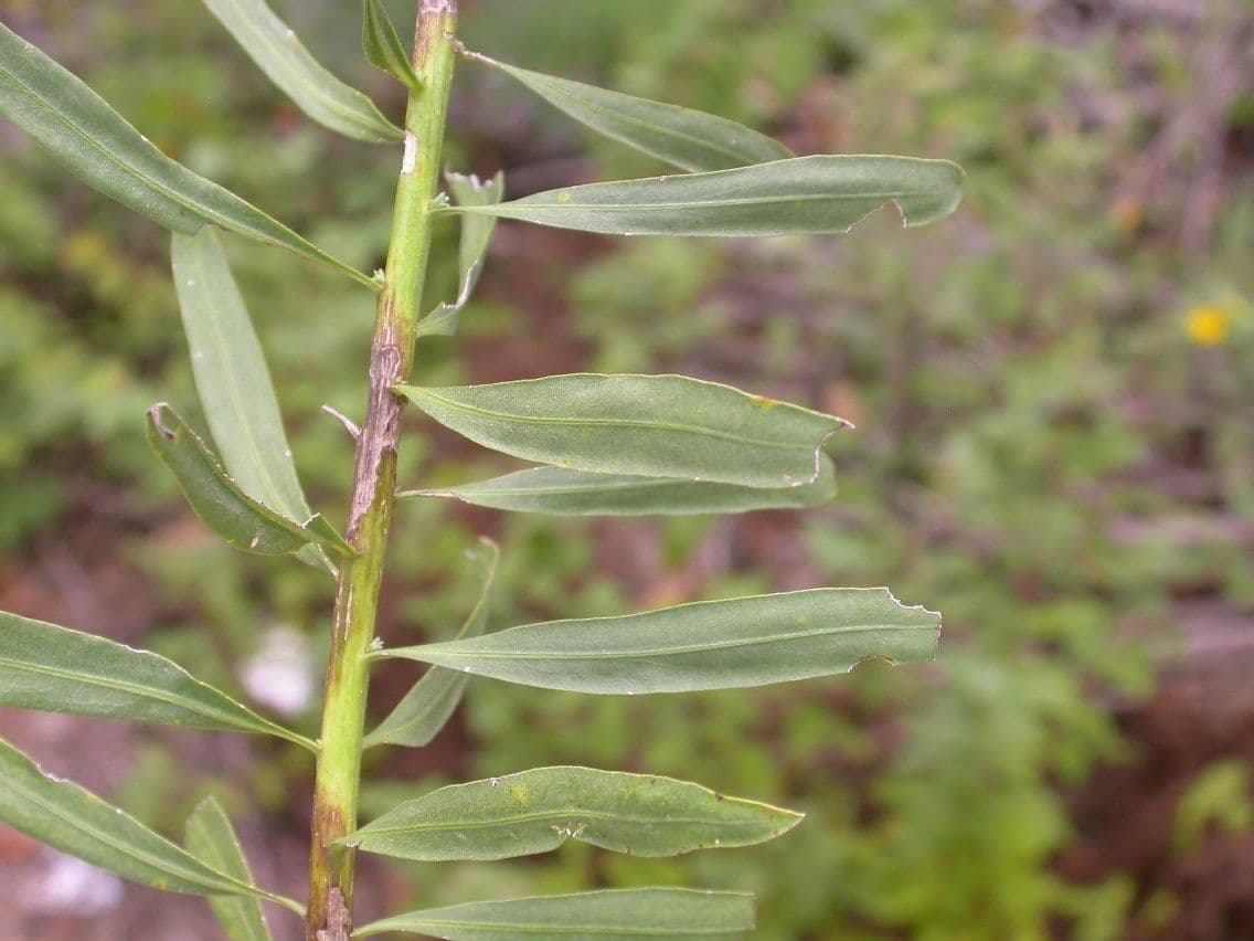 Liatris aspra 14