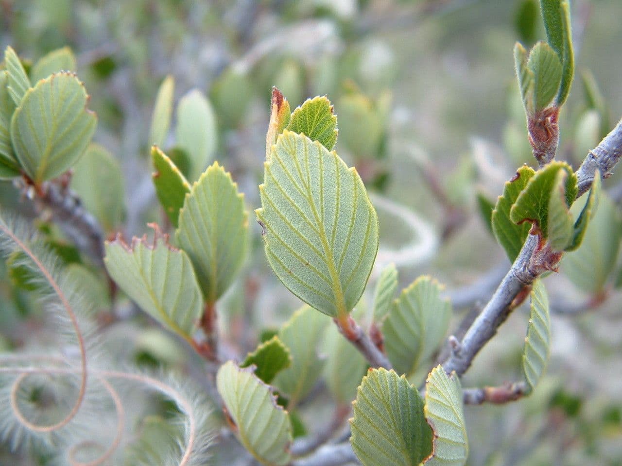 Cercocarpus montanus 20