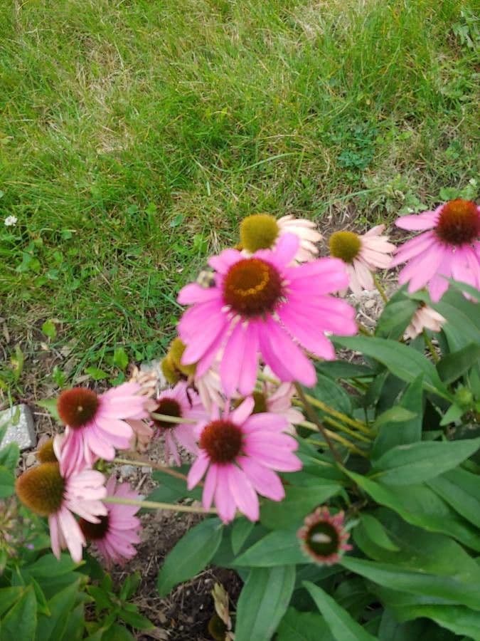 Echinacea del Tennessee 2