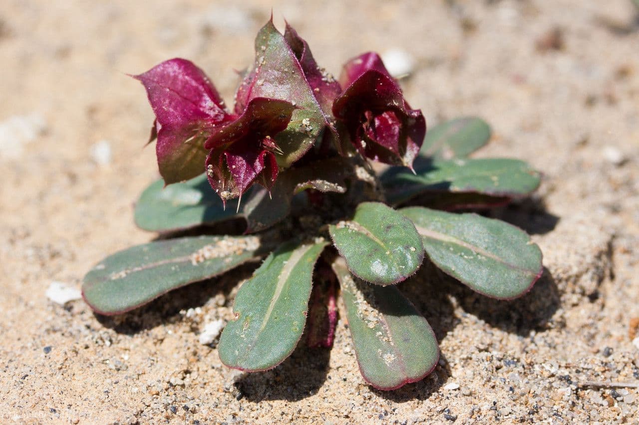 Mucronea perfoliata 6