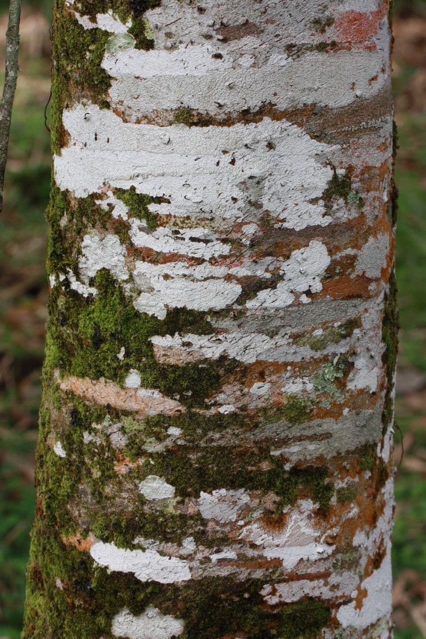 Inga 20