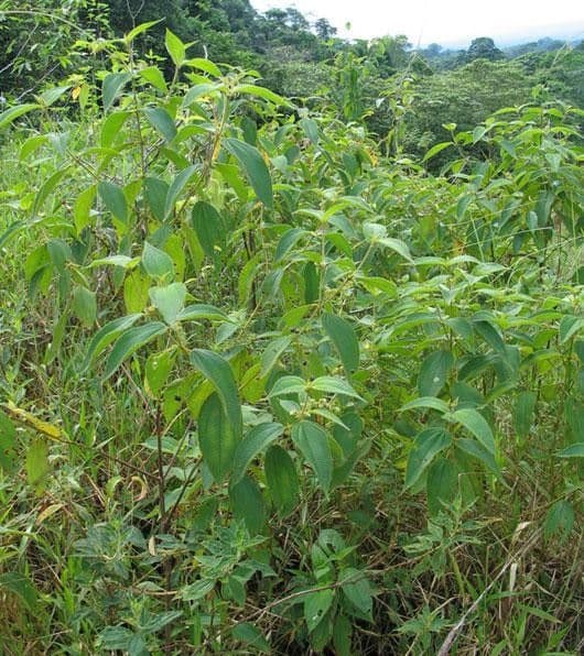 Miconia pendente 11