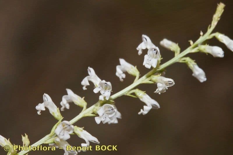 Anarrhinum 15