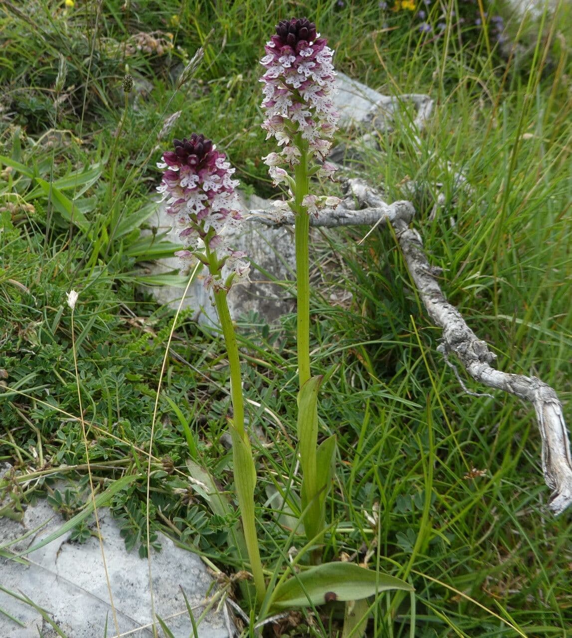 Orchide bruciacchiata 13