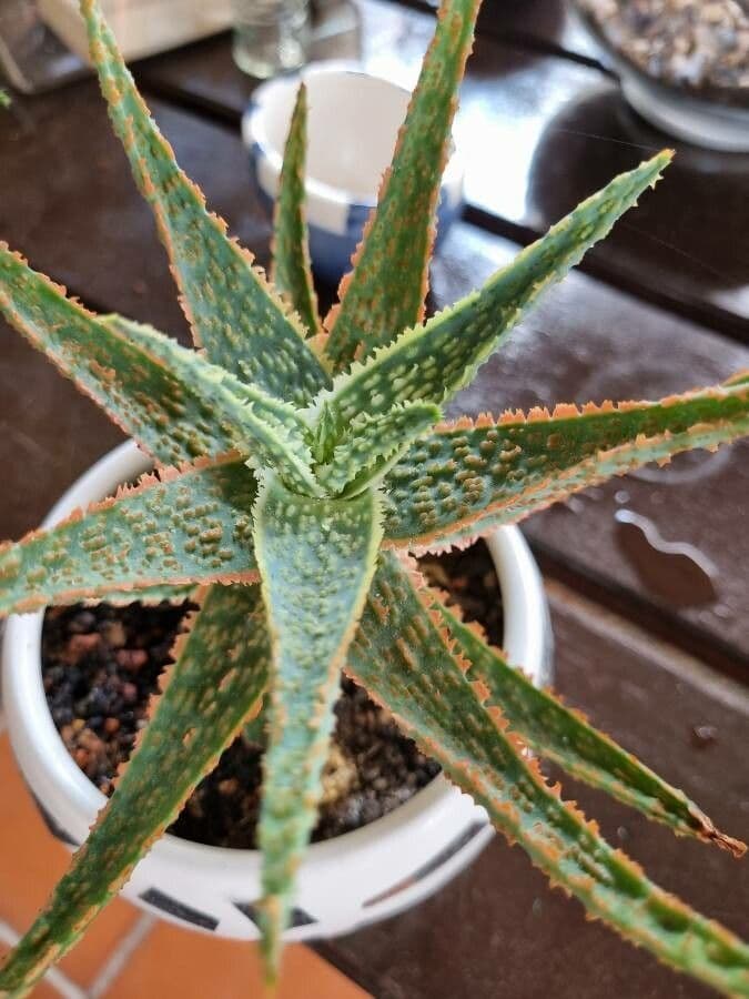 Aloe rauhii 3