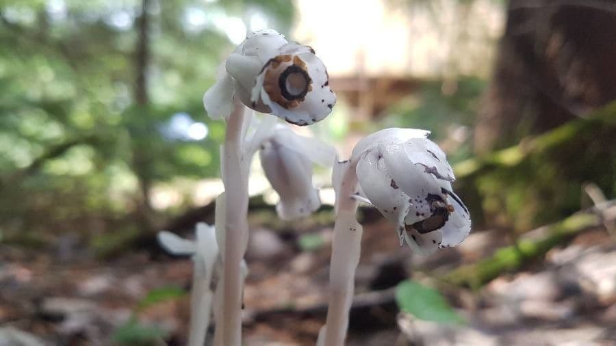Ipopitide uniflora 8