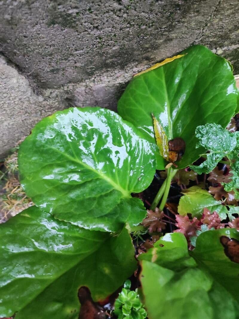 Bergenia Stracheya 6