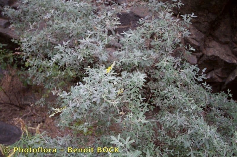 Genista z Madeiry 10