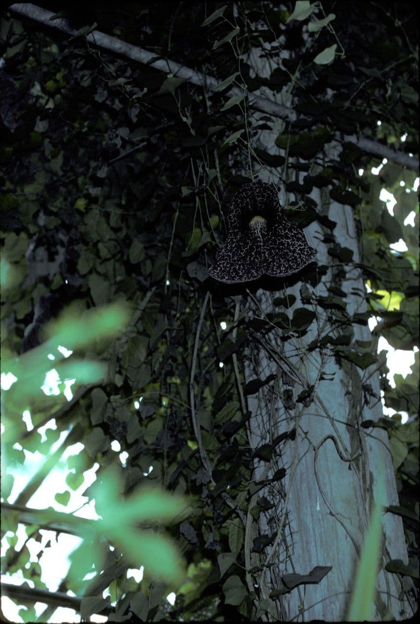 Aristolochia 10