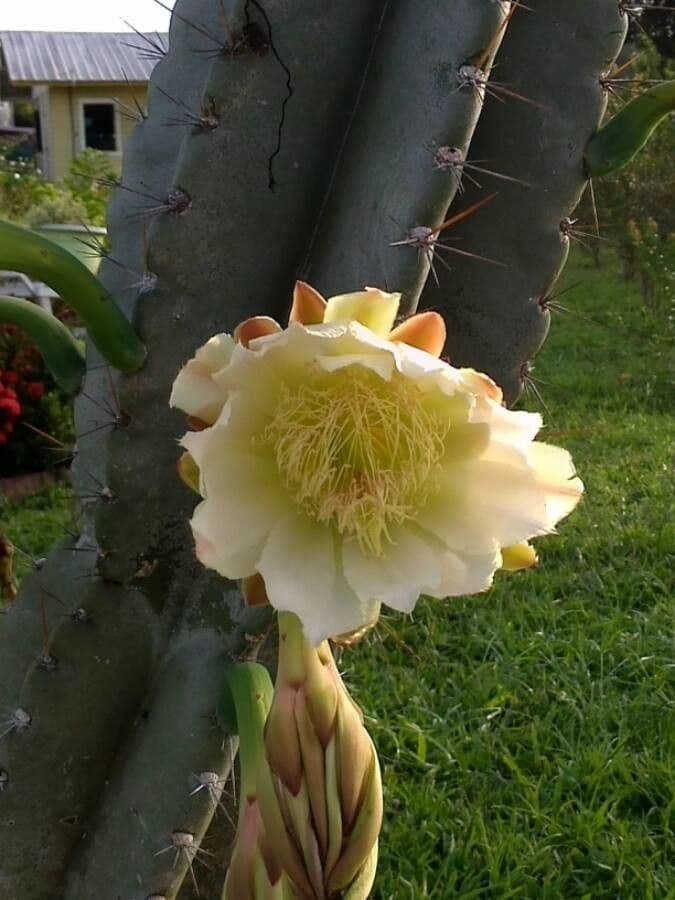 Cactus 6