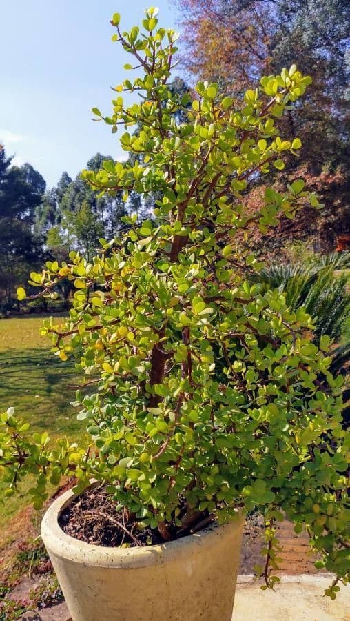 Portulacaria afra 15