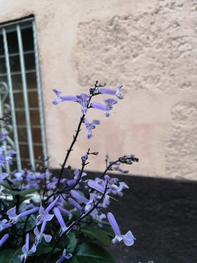 Plectrant
