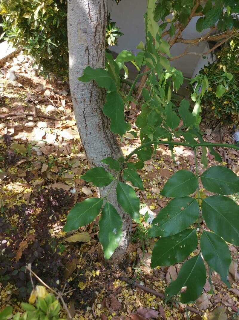 Cassia 22