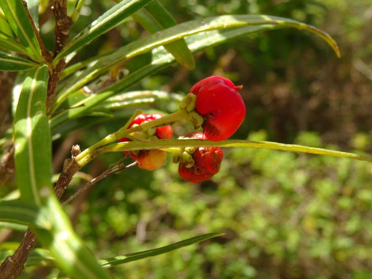 Malpighia 6