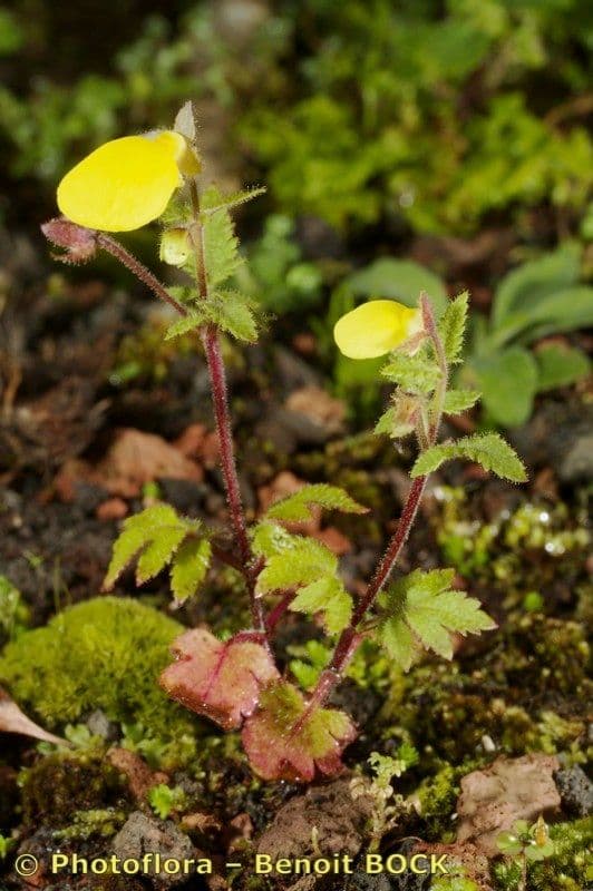 Calceolaria 7
