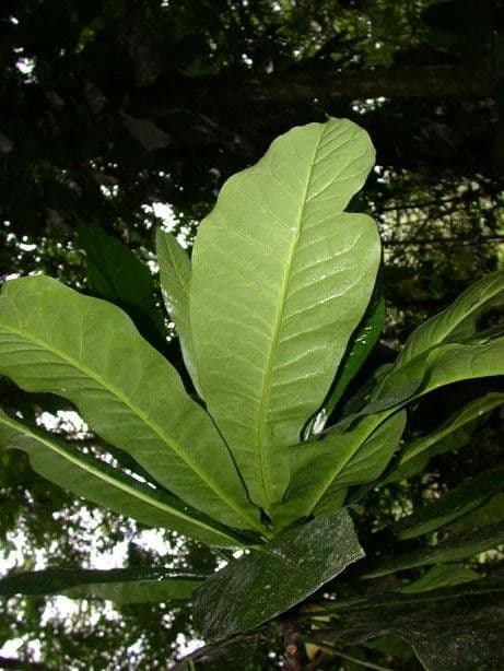 Potalia turbinata 18