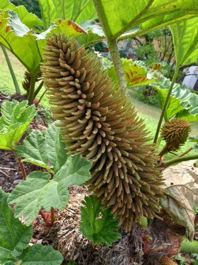 Gunnera tinctoria 7