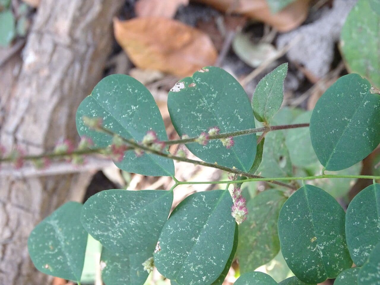 Cyathula prostrata 18
